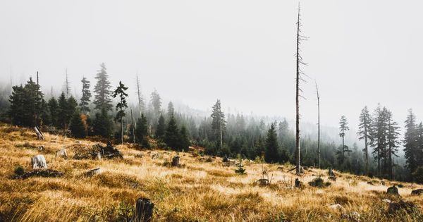 Ladera con pasto seco y tocones de árboles cortados, con un bosque de coníferas y troncos secos al fondo bajo la niebla